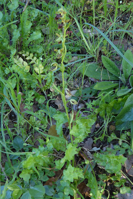 Ophrys sphegodes subsp.classica